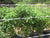 Gallagher 5 Acre Deer & Wildlife Food Plot Fence Kit - Gallagher Electric Fence