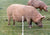 500 Gallagher H.D. Tread-In Posts | Free USA Shipping - Gallagher Electric Fence