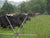 Cattle in pasture with Gallagher Tumble Wheel moving fence 