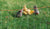 Free Range Chickens inside of electric fence and grazing on grass