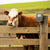 Gallagher W-0 Weigh Scale with a brown and white steer in fence