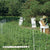 Electric fence netting around a honey bee I've to keep bears away