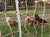 Chicken hens in a secure electric fence made of poultry netting and grazing on grass at farm