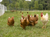 a group of chickens on a farm with Electric  poultry Fence