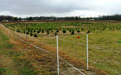 Gallagher 1 Acre Deer and  Wildlife electric fence around Christmas trees