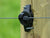 Gallagher Wood Post Claw Fence Insulators - Gallagher Electric Fence