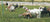 Goats eating grass with electric fence