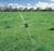 grass pasture with Gallagher Tumble Wheel Electric Fence