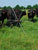 Black Angus cattle along Gallagher Tumble Wheel Electric Fence