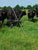 Cattle next to Gallagher TumbleWheel  Electric Fence rolling fence system